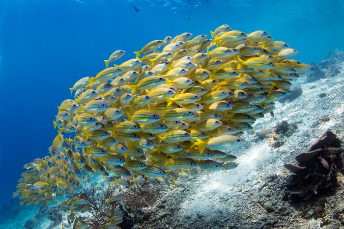 School of bluestripe yellow snappers showing the Team makes a difference, not an individual person